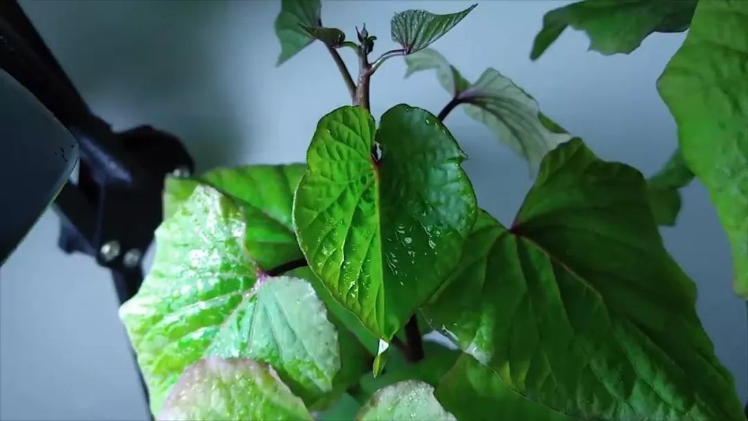 我穷到连最简单的过滤器都买不起，干脆就开了个三无草缸！