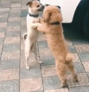 狗子吃醋女朋友,狗子喜欢女朋友怎么办