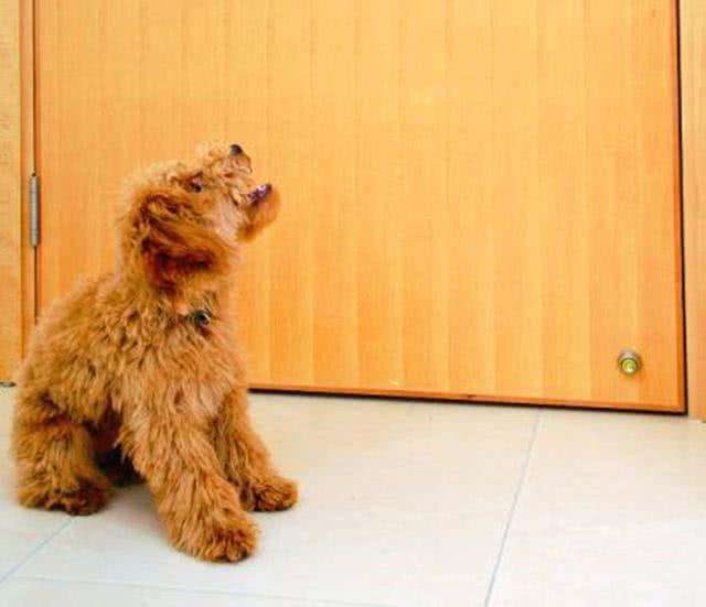 泰迪几个动作说明它爱你的表现,泰迪做出不雅动作怎么制止