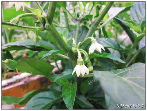 性格火辣的湘妹,性情泼辣