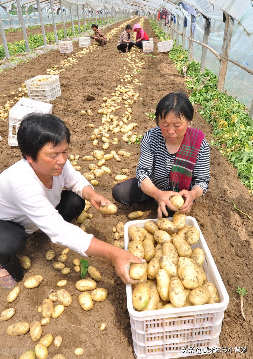 种土豆有绝招,种植土豆高产用什么肥