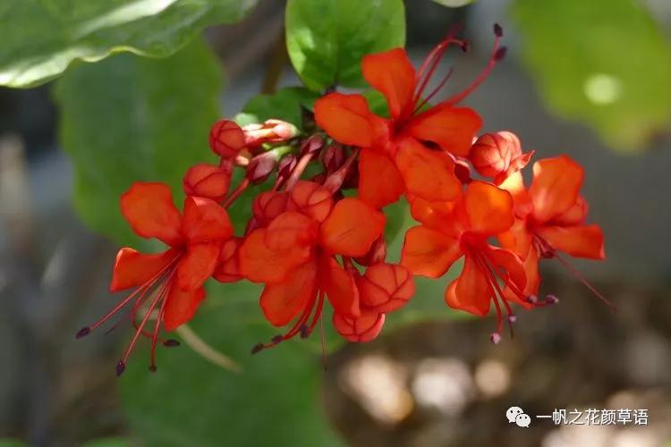 美丽赪桐(Clerodendrumspeciosissimum)