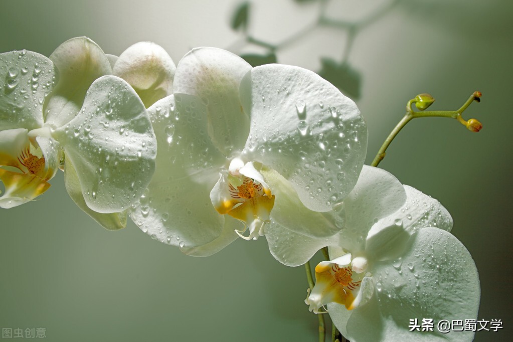 散文花开的声音,散文花开依旧人已不同