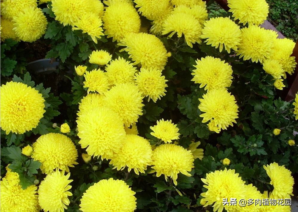 菊花在养护过程常见的病虫害及防治方法