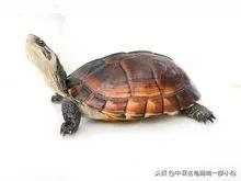 张裕出品的保健酒图片,张裕至宝养生酒露酒