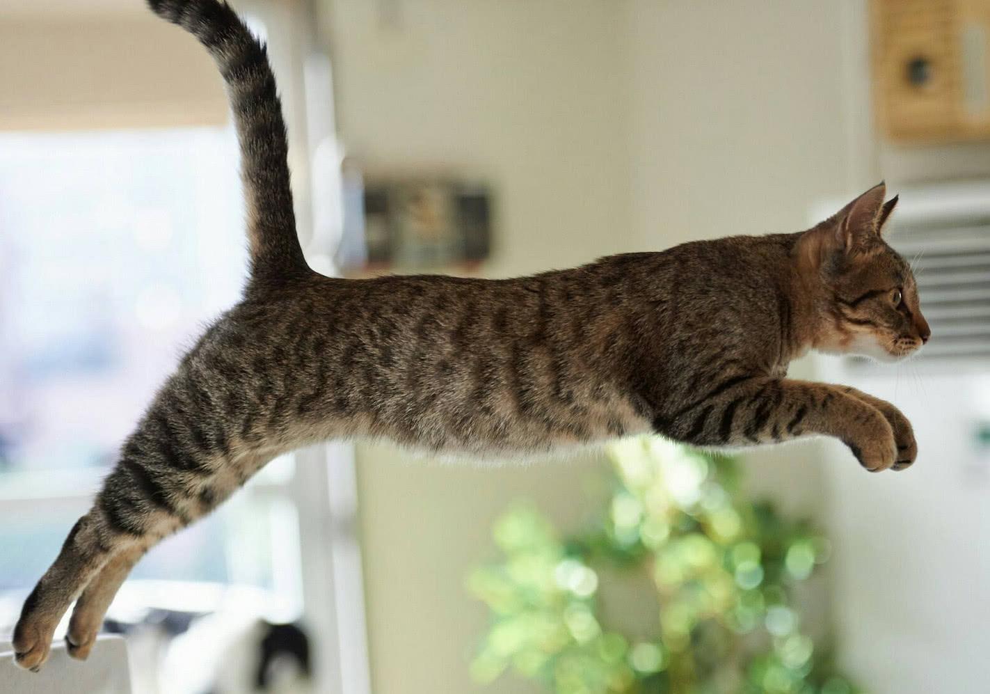 云吸猫界5大天王哪款是你最爱,盘点猫界中的霸主