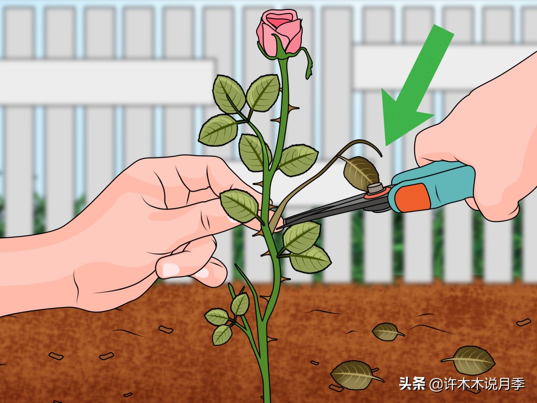 月季长得细开花少怎么办,月季叶子稀疏怎么办