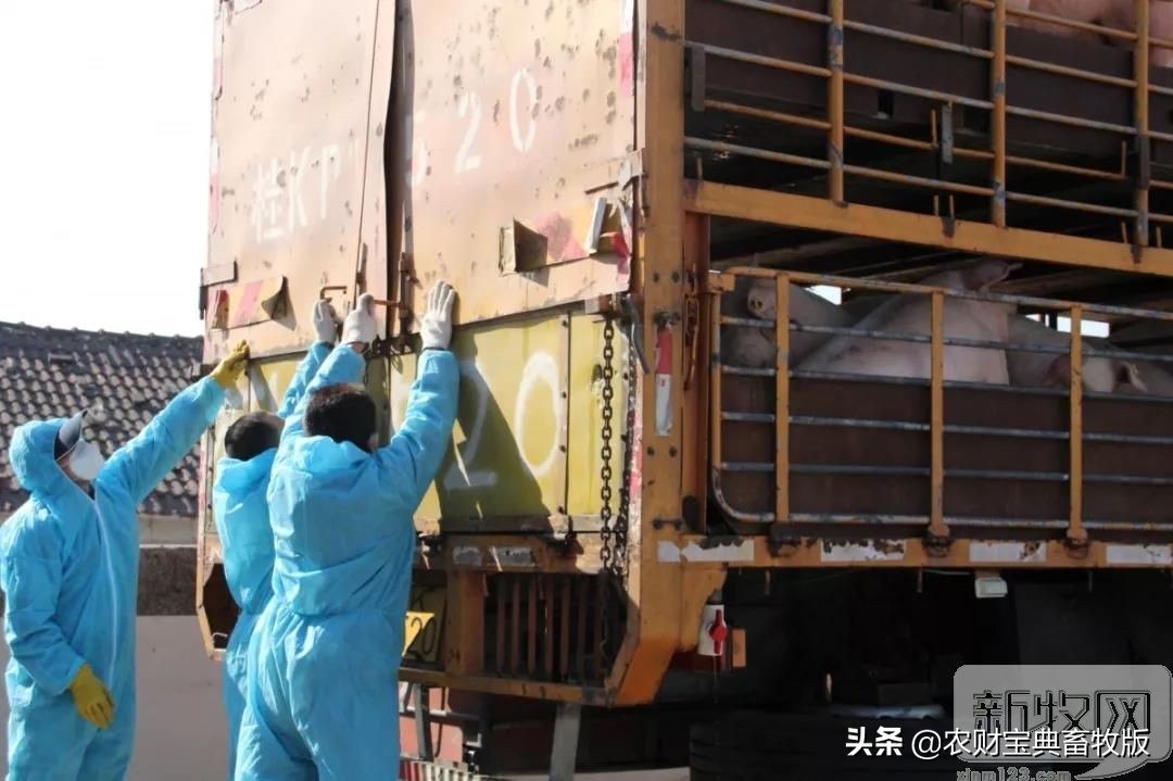 买猪肉看过来,猪场买猪全过程