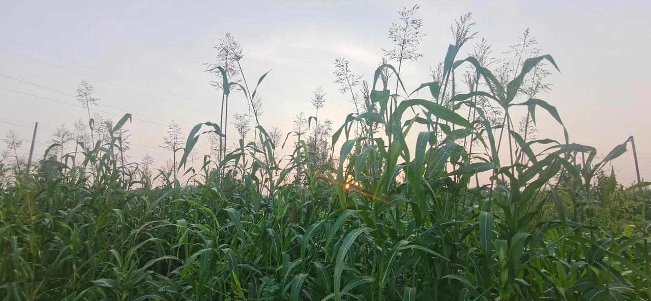 你认识野菜吗图片,你认识田间的草吗