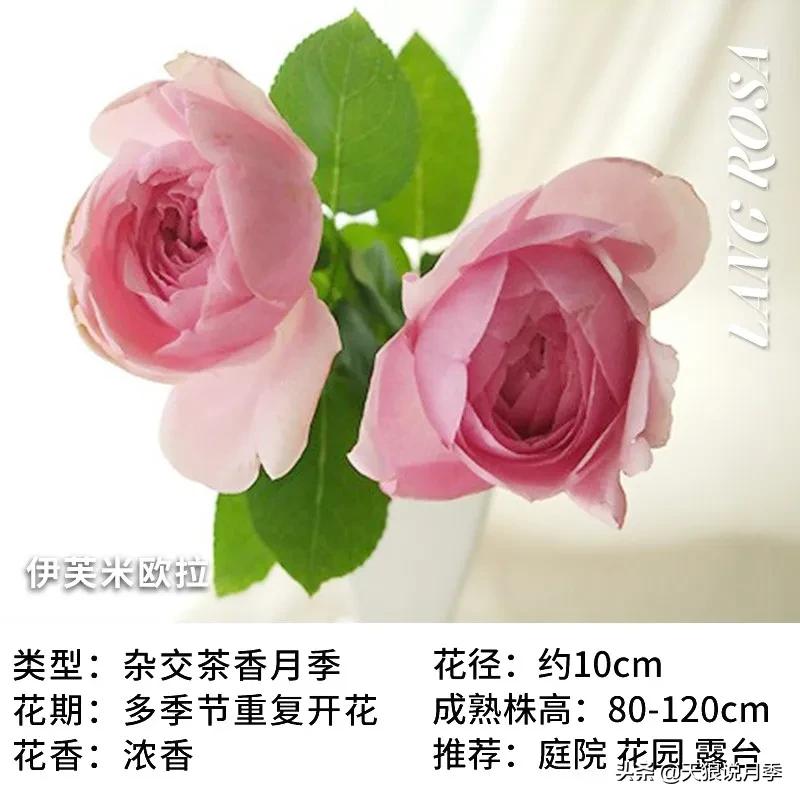 月季控对美的极致追求，尽在伊芙系列