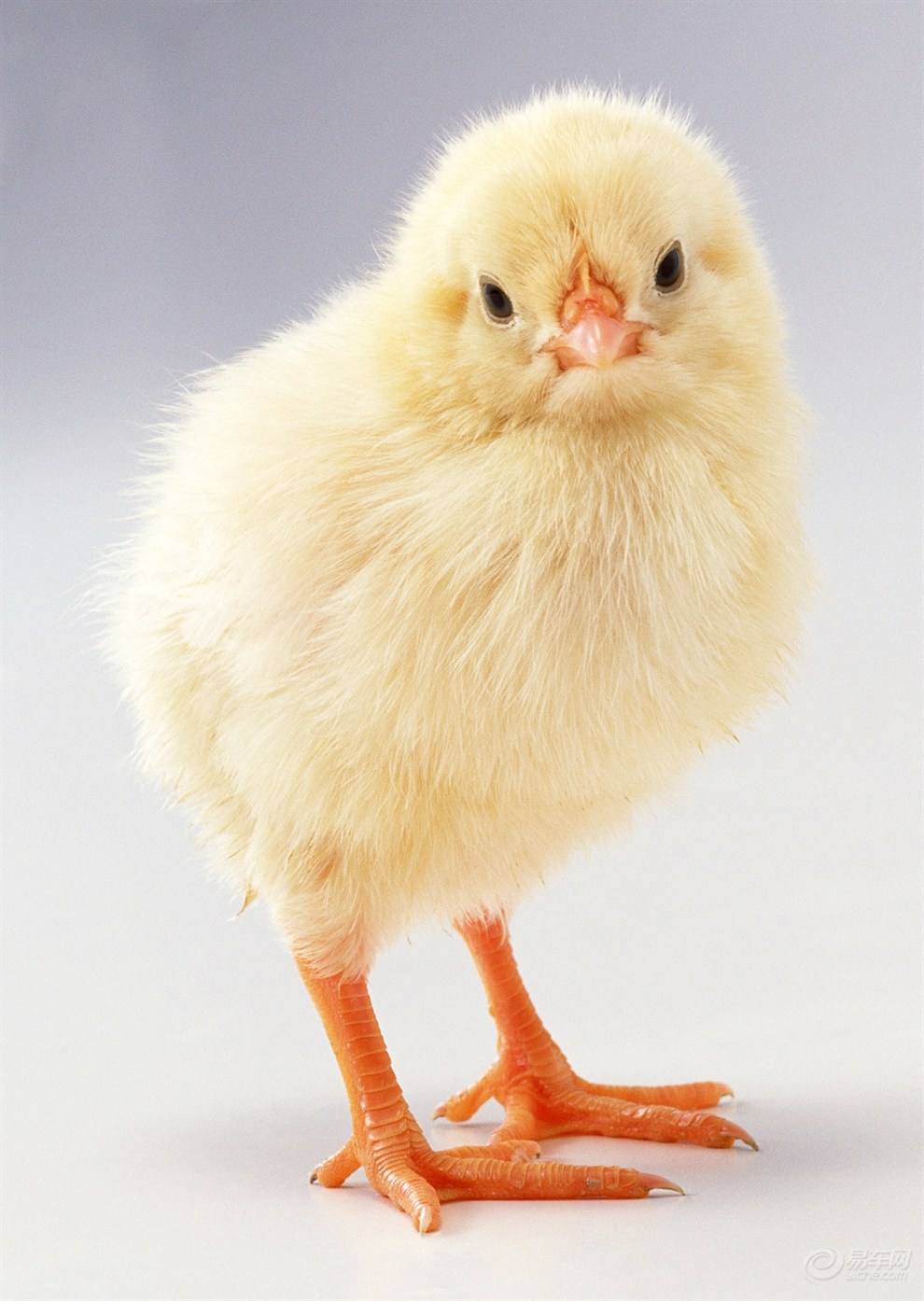 小鸡不吃饭是怎么回事啊,小鸡不吃食补救