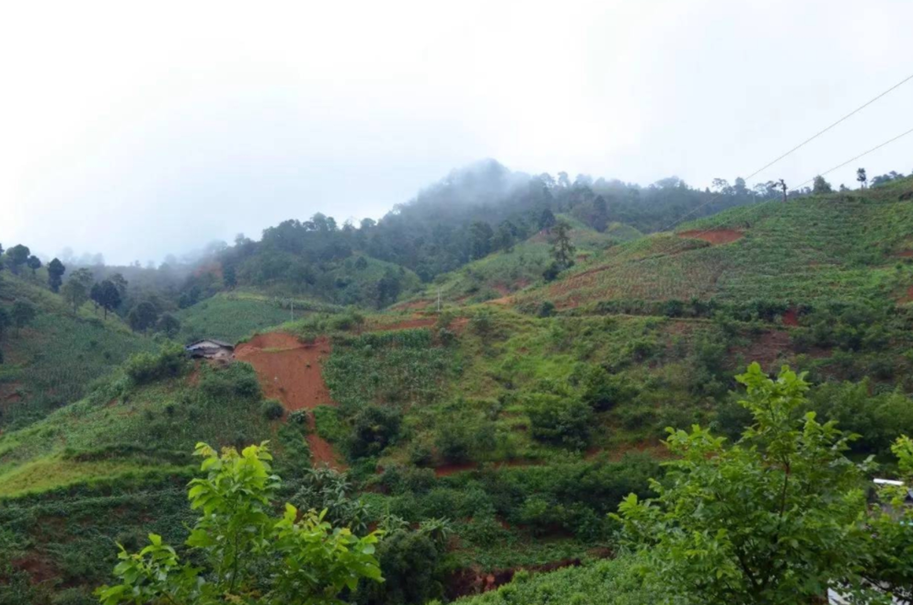 ​又是一条“致负经”，农村大叔被忽悠养娃娃鱼，一夜赔光血汗钱