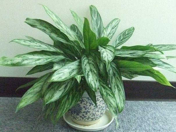 有什么东西可以防止吸入二手烟,什么东西能消除二手烟的危害