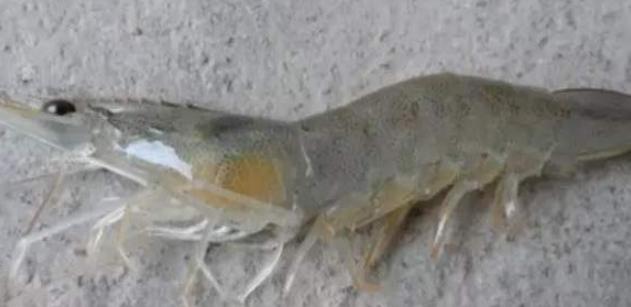 对虾养殖如何防治硅藻虫,对虾养殖中遇到的问题