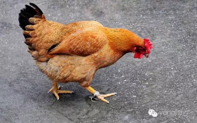 怎么样才能知道土鸡是什么样的,如何知道土鸡缺少什么营养