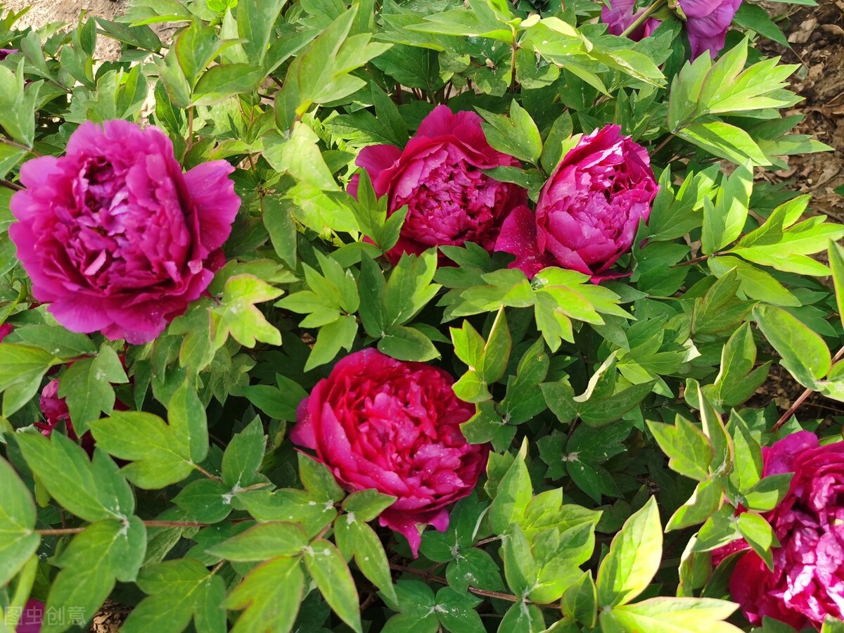 喜欢上了表妹该不该表白,喜欢上了已婚表妹该不该表白