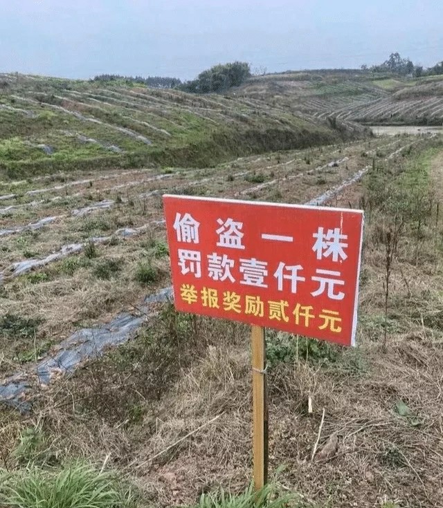 给女朋友打赌输了,跟女朋友打赌输了发朋友圈