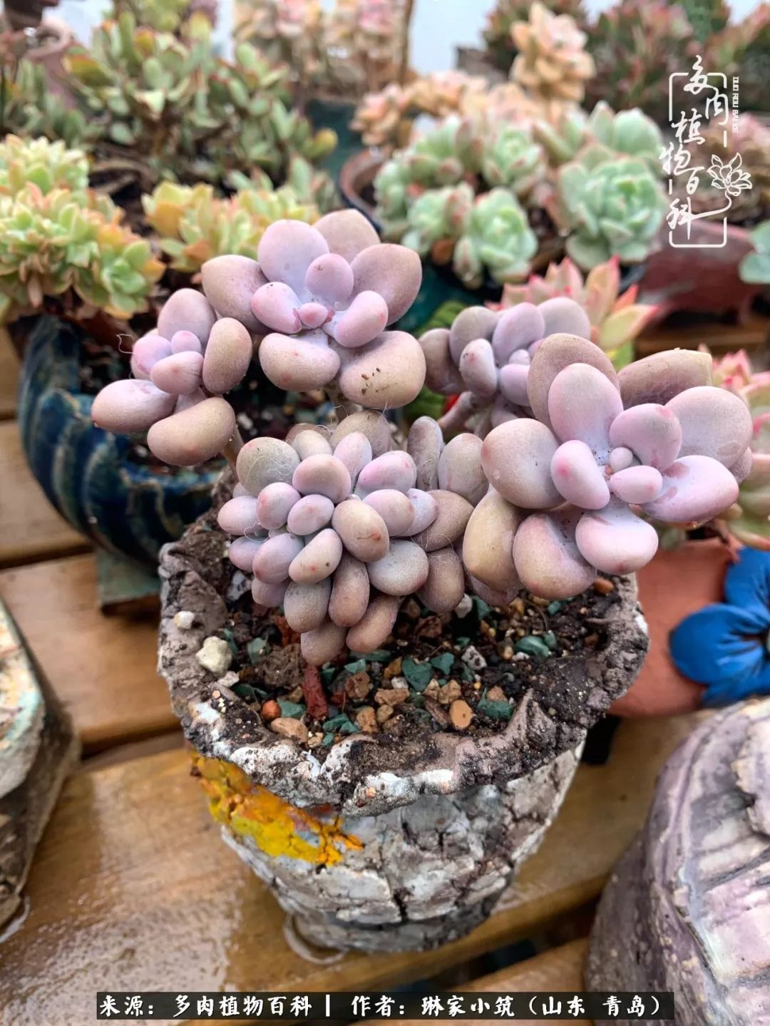 多肉冬季搬进屋里前需要浇水么,多肉过冬