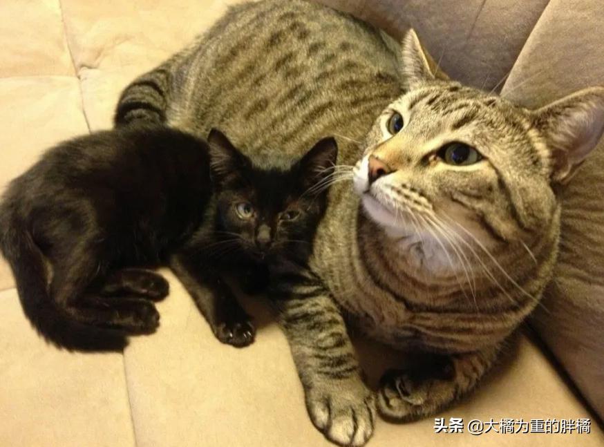 猫咪丢失5天后被流浪猫送回家,黑猫被大叔带回来