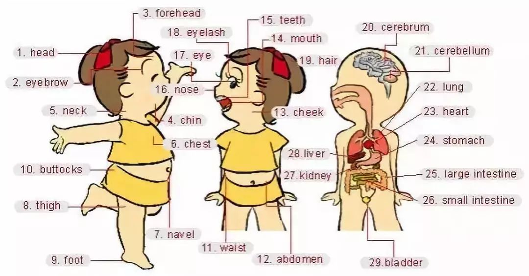 英语小课堂日常物品的英文表达,日常用品的英语表达图文并茂