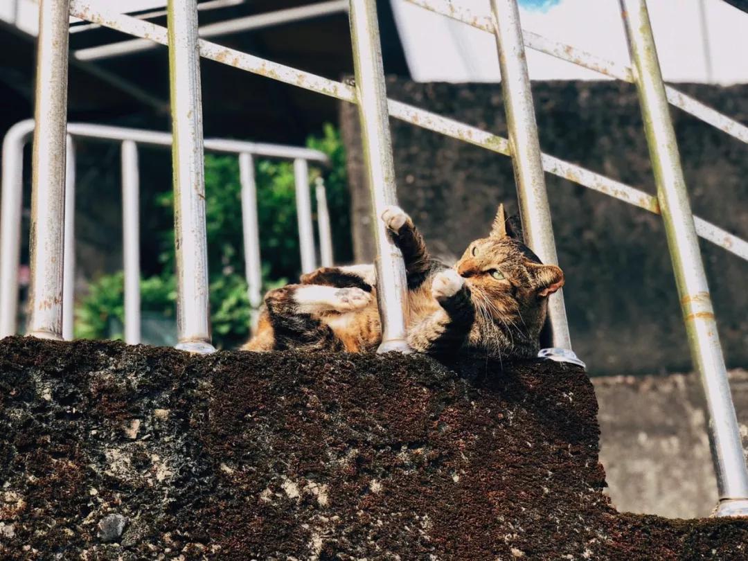 台湾自由行之台湾印象,台湾环岛深度纯玩