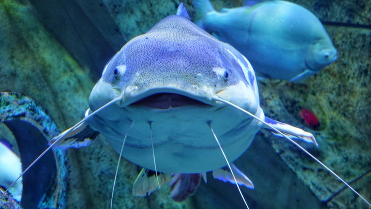 三亚海棠湾生活避坑指南 (三亚攻略海棠湾)