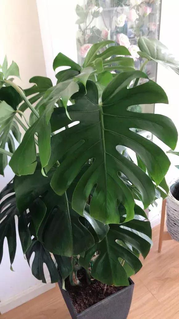 适合家里西阳台养耐阴的花,家里宜养的花草室内耐阴花