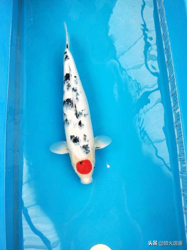 鱼缸锦鲤突然怕人乱窜,锦鲤新入缸不上游怕人