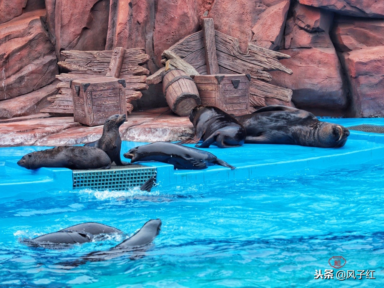 上海新地标丨海昌海洋公园一日游园玩法攻略