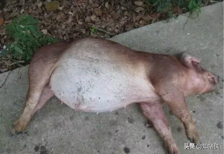 猪胀气死亡原因用什么药,猪胀气防治方法