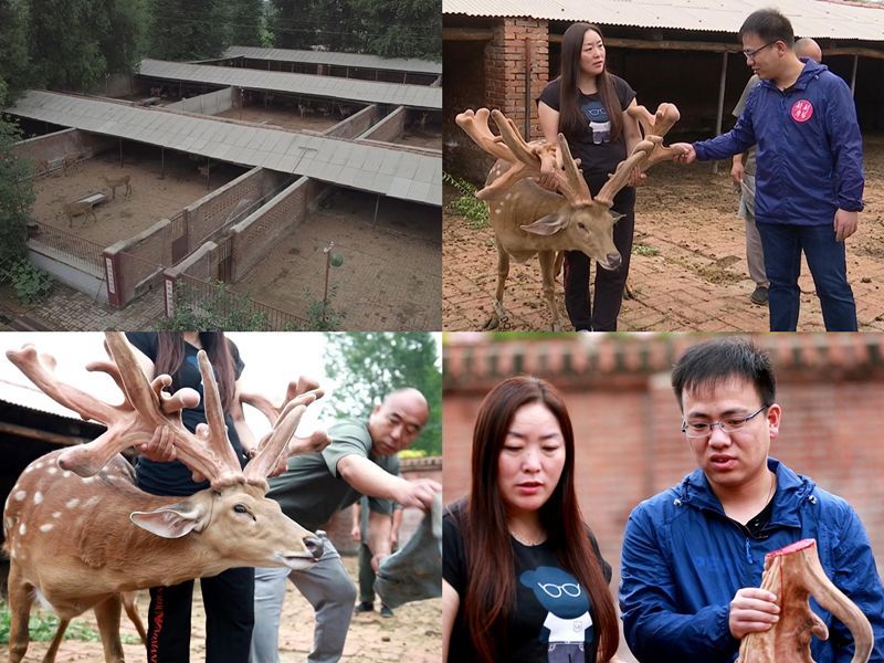 王娇养梅花鹿,梅花鹿王娇