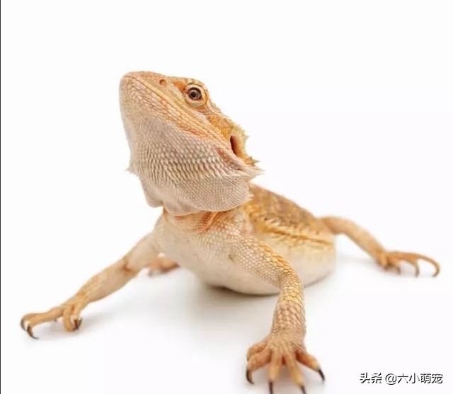 怎么样养好鬃狮蜥苗子,鬃狮蜥是一只养好还是一对养好