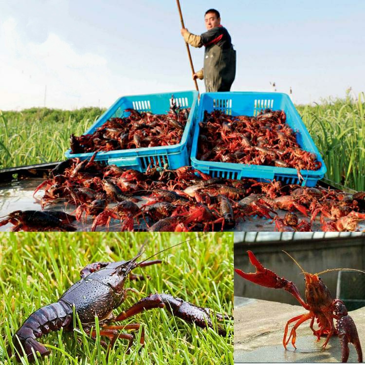 盱眙龙虾到底是什么龙虾,盱眙龙虾和潜江龙虾谁更有名