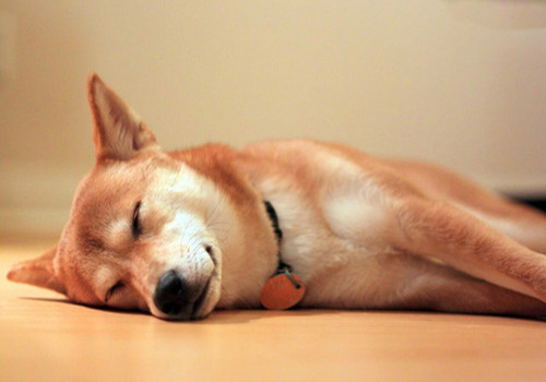 狗狗来例假怎么护理大狗,养狗专业知识狗狗挑食怎么办