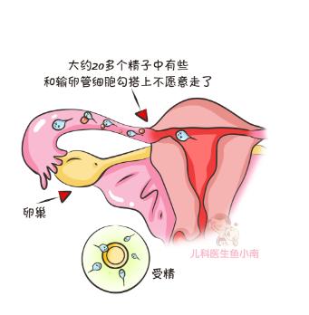 受孕期如何避开不怀孕,怎样备孕防止停孕