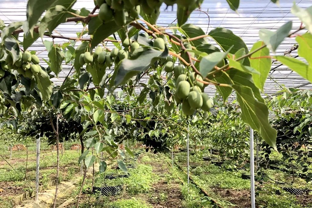 江阴哪里有猕猴桃,江阴猕猴桃