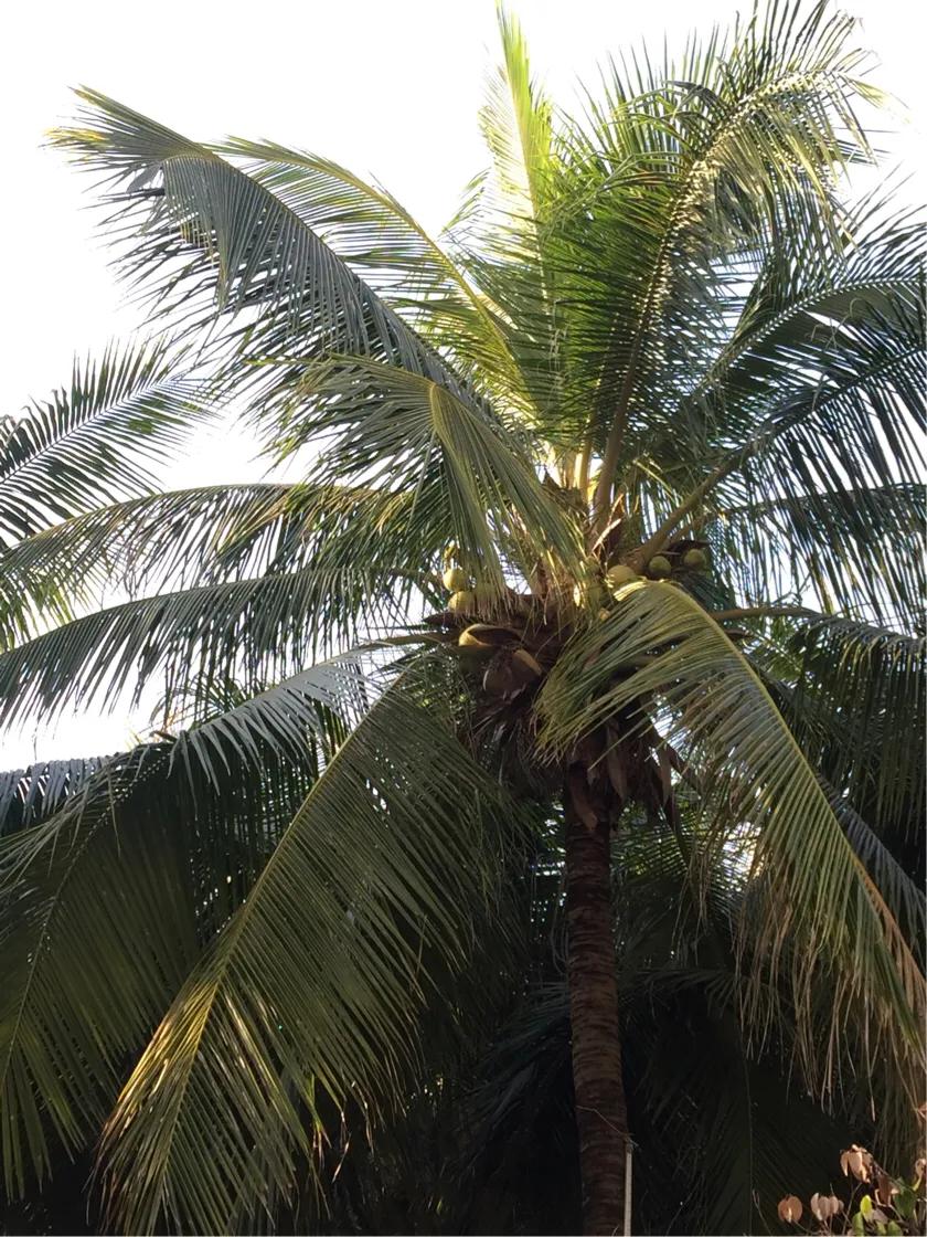 台山下川岛未来15天天气预报,台山下川岛