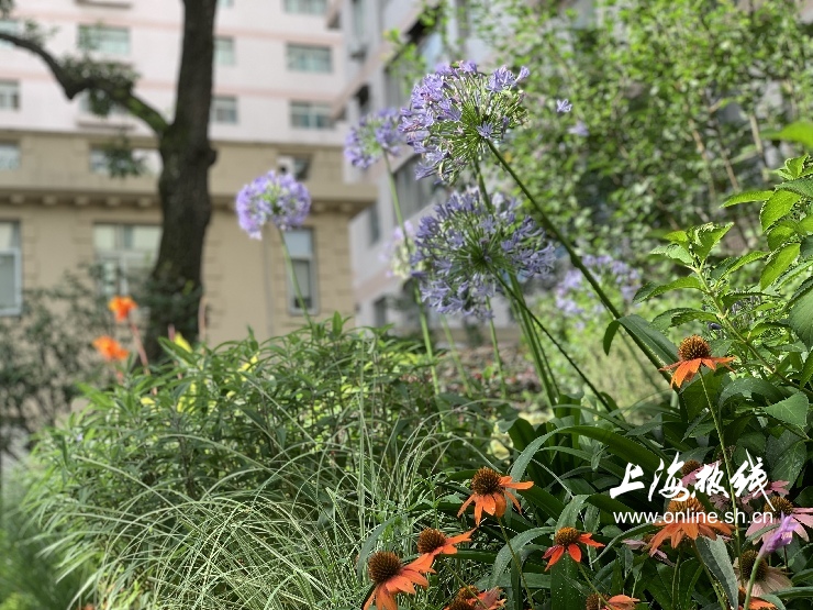 魔都100：藏在静安市中心最袖珍的公园重温老上海的儿时记忆