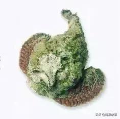 潮汕热销海鲜品种,潮汕常见的海鲜大全