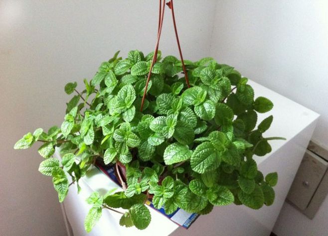 吸客厅甲醛最好的10种花,适合放客厅的大盆绿植吸甲醛