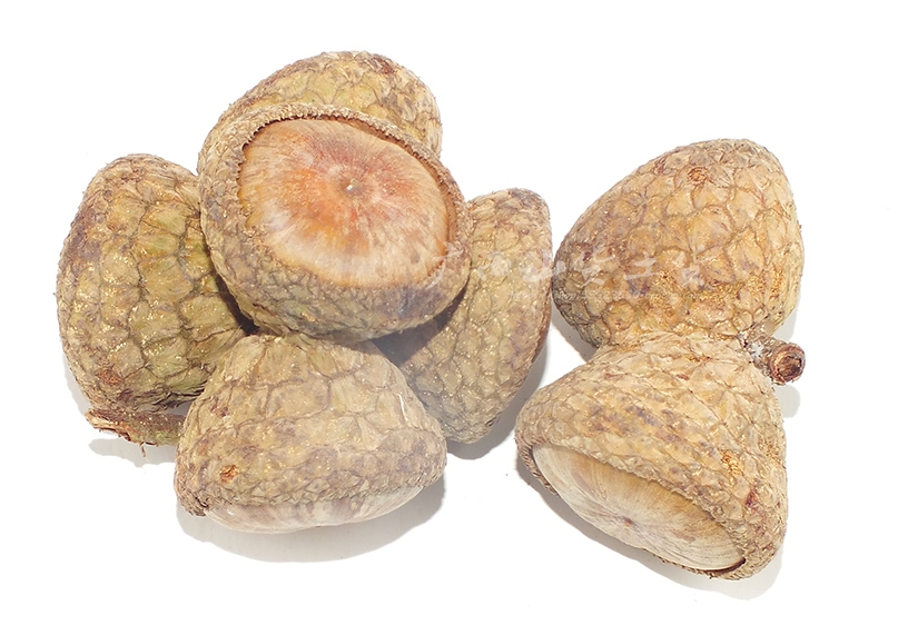 印度神油的主原料壮阳果，你知道它可以食用嘛