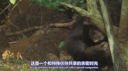 豆瓣9.8分悬疑大片,窥探电视剧豆瓣评分