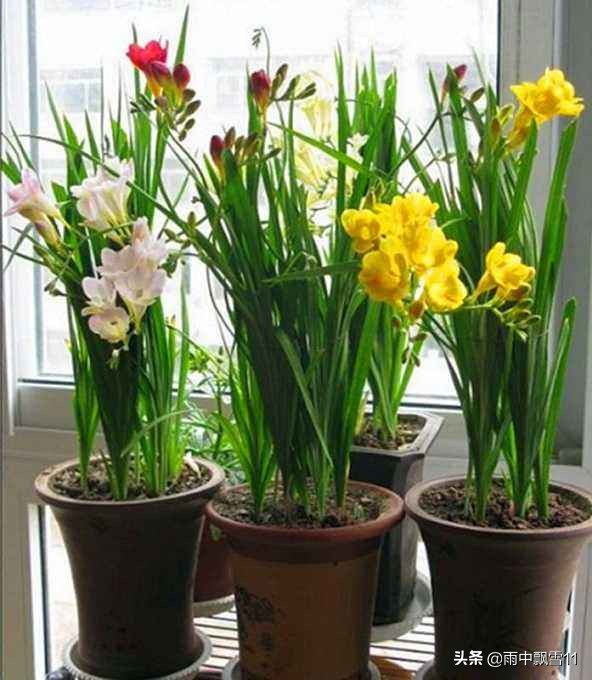 香雪兰花后怎么养？教你3种方法，明年依旧花开更艳丽