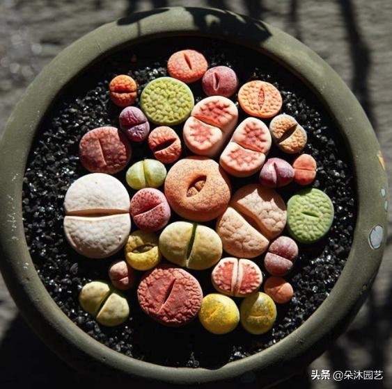 生石花扒皮看什么,生石花皮要扒吗