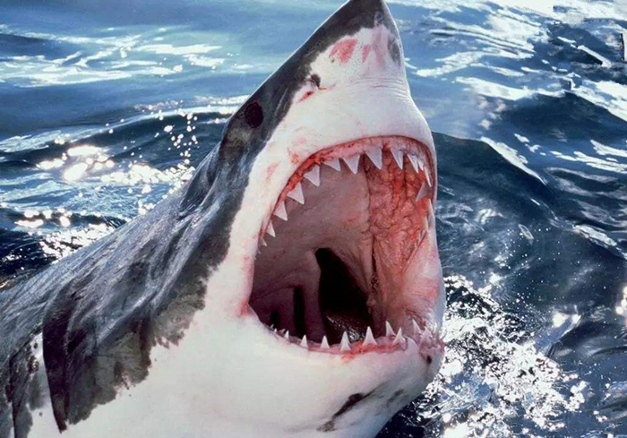 狗狗换牙会掉多少颗牙,狗换牙原来的牙齿没掉怎么办