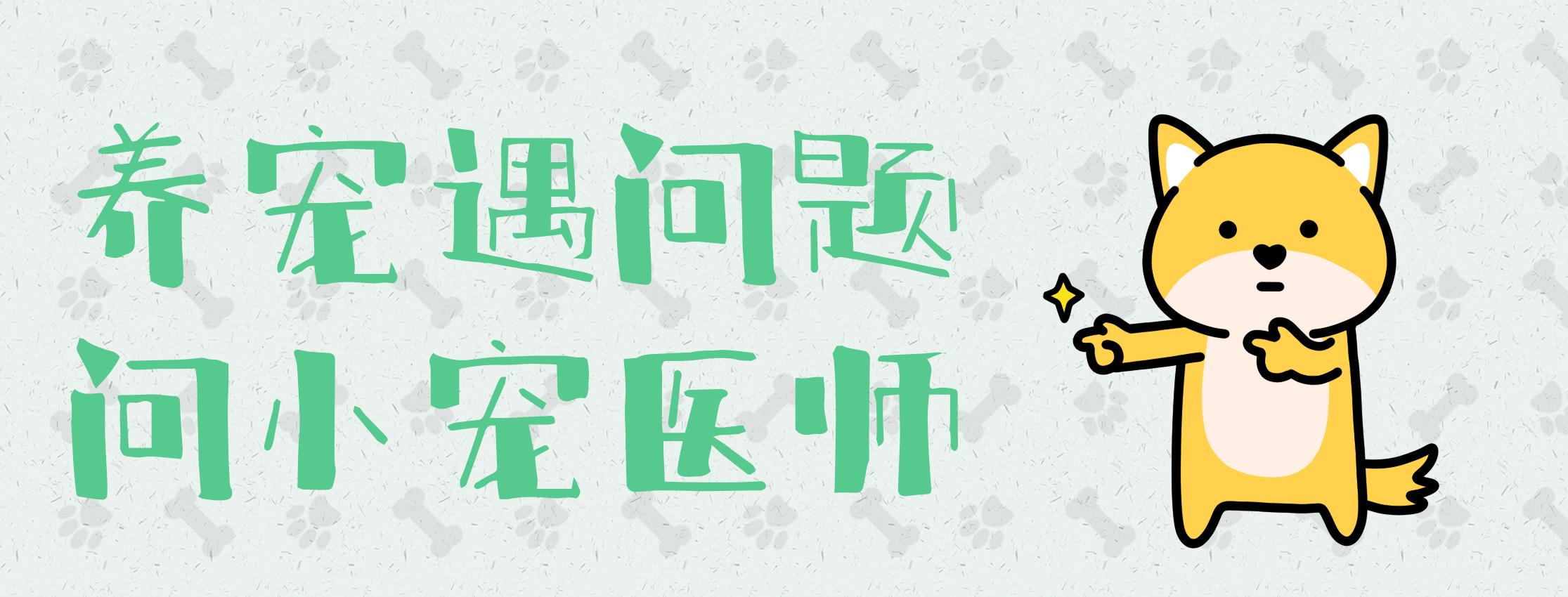 关于猫打疫苗的知识,自己给猫猫打疫苗的正确方法