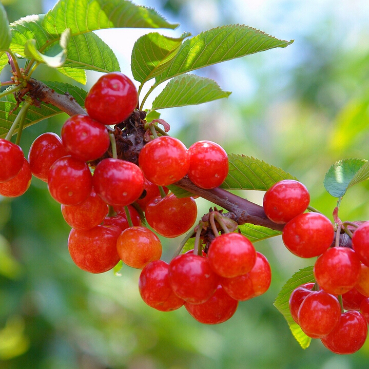 容易起虫的水果,什么水果最容易吃出虫