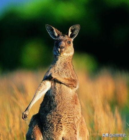 澳大利亚国宝袋鼠是超雄吗,澳洲袋鼠国宝