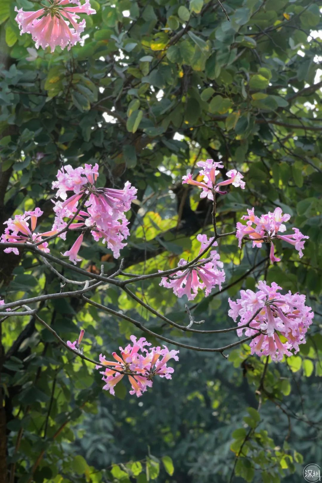 莲花山绿了没,莲花山红色景点有哪些