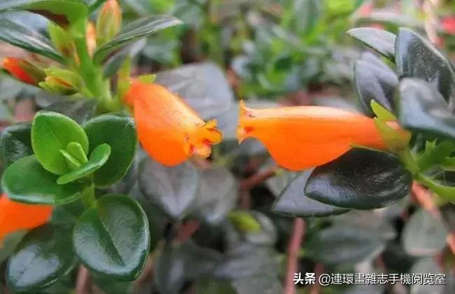 100种常见花卉植物图谱,100种花卉素描图谱